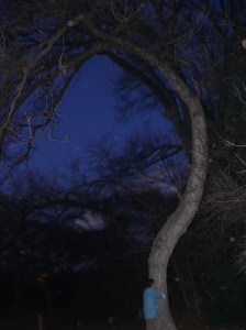 Visiting the Dreamtree