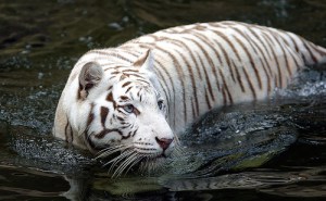 White Tiger