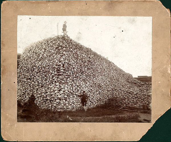Buffalo_skulls