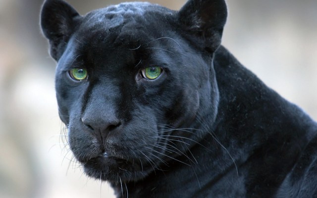 BPanther