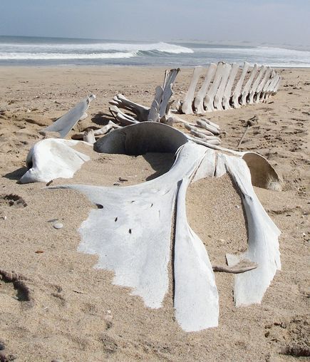 Whale bones