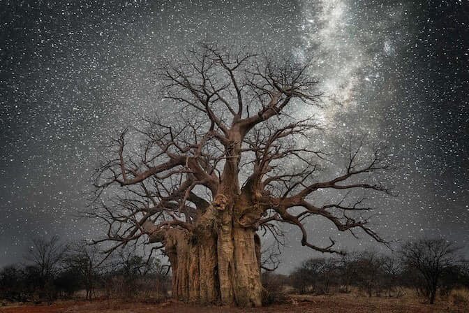 MilkyWayTree